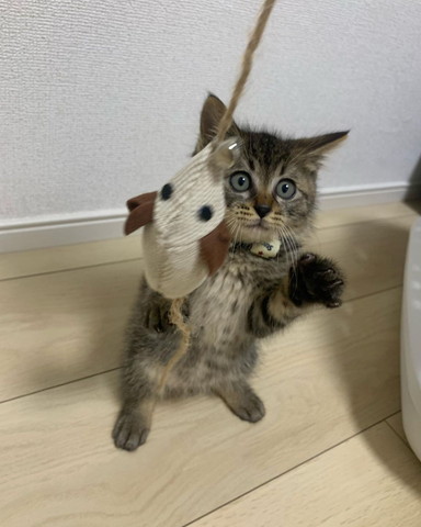 おもちゃで遊ぶ子猫