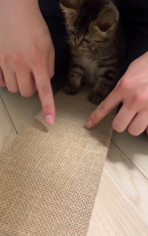 飼い主の右手見る子猫