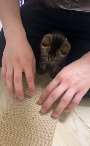 両手を出す飼い主と子猫