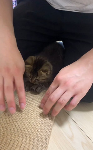 つめとぐ子猫