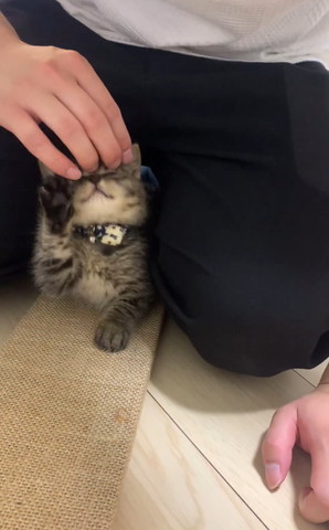 前足見せてなでられてる子猫