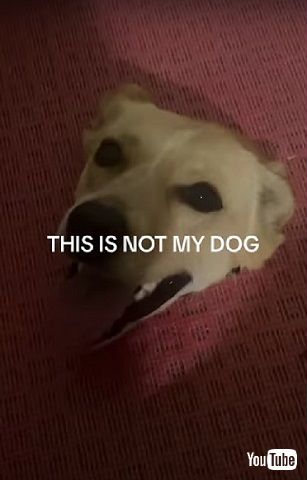 突き出たワンコ