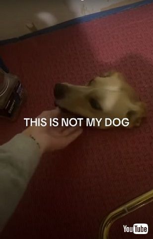 突き出たワンコ