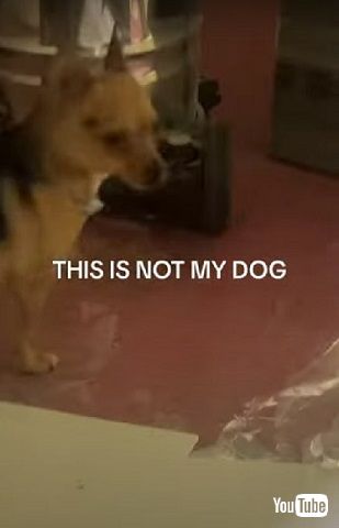 突き出たワンコ