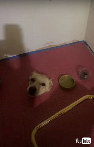 突き出たワンコ