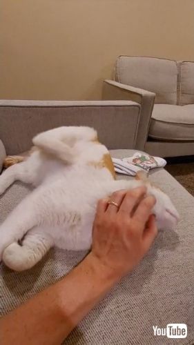 喉元をなでられる猫