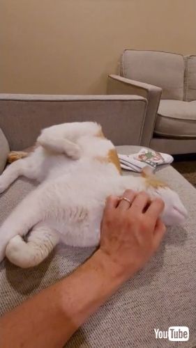 後ろ足が動く猫