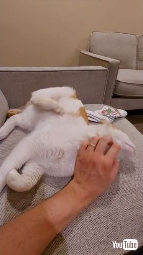 うっとりする猫