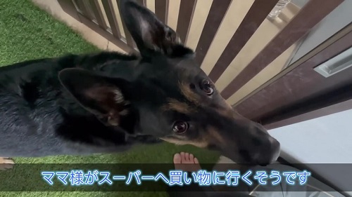 ジャーマンシェパード