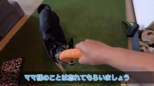 おもちゃで遊ぶシェパード