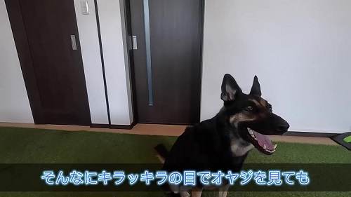 目を輝かせるシェパード