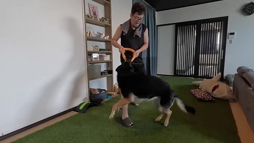 お父さんとワンコ