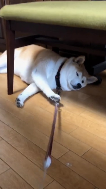 お散歩行かないさん