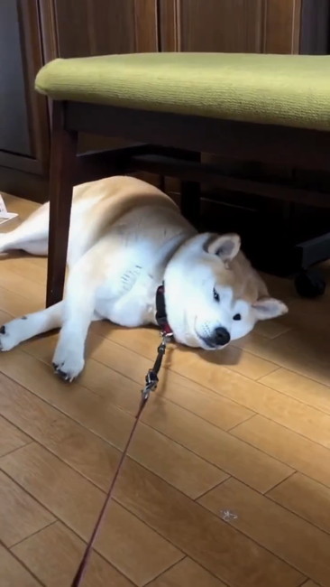 お散歩行かないさん