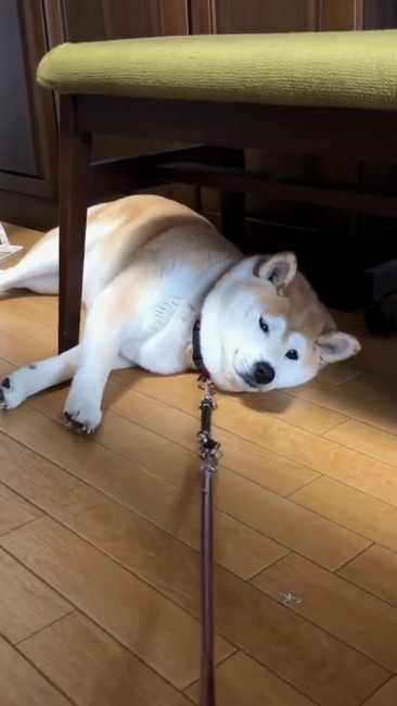 お散歩行かないさん