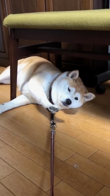 お散歩行かないさん