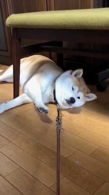 お散歩行かないさん