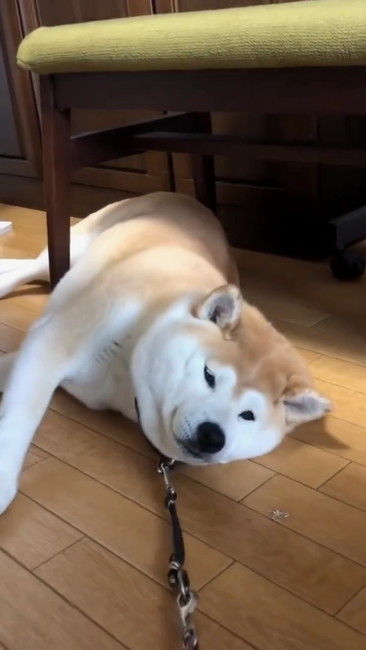 お散歩行かないさん