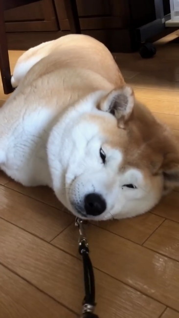 お散歩行かないさん