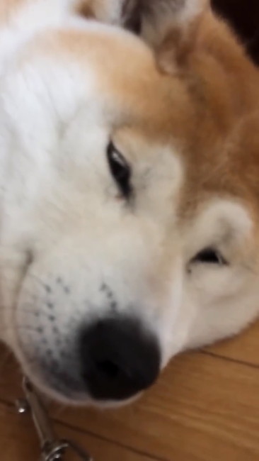 お散歩行かないさん