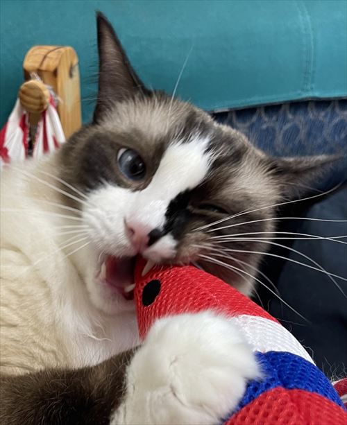 シャム系猫のビフォーアフター