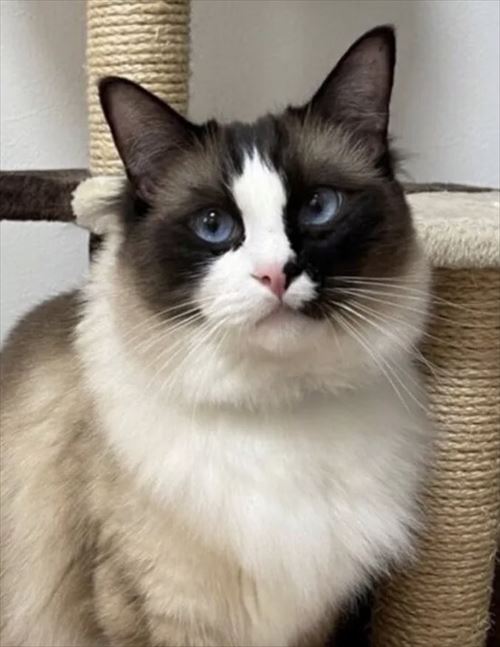 シャム系猫のビフォーアフター