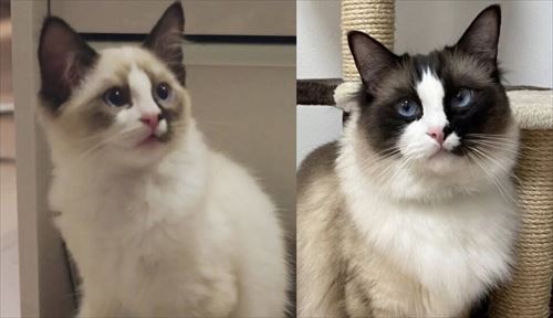 シャム系猫のビフォーアフター