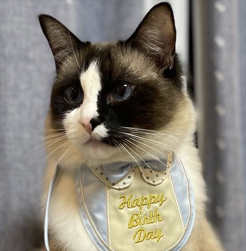シャム系猫のビフォーアフター