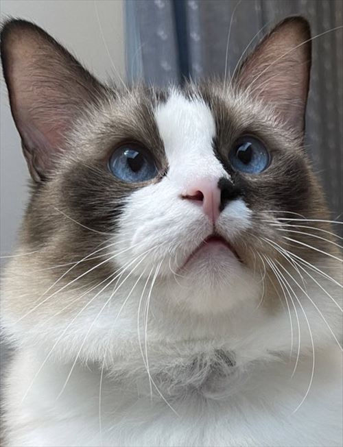 シャム系猫のビフォーアフター
