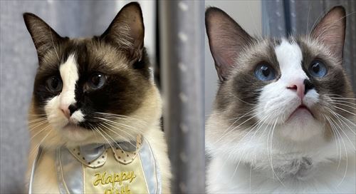 シャム系猫のビフォーアフター