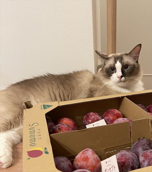 シャム系猫のビフォーアフター