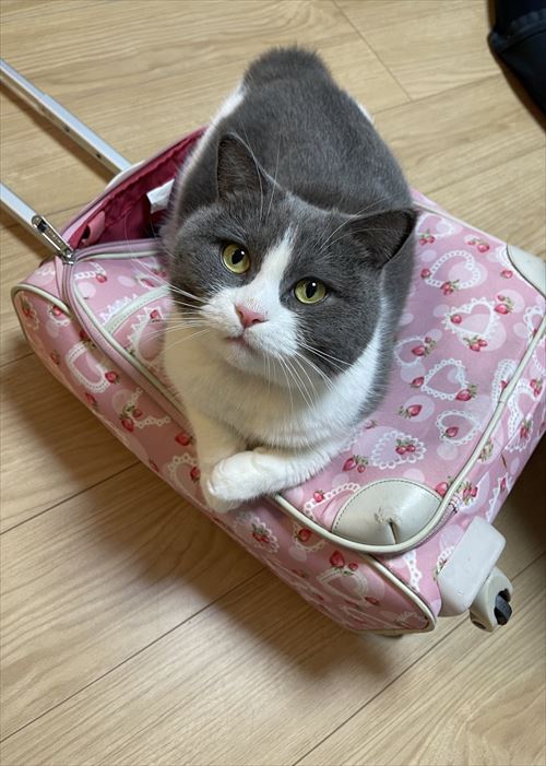 シャム系猫のビフォーアフター