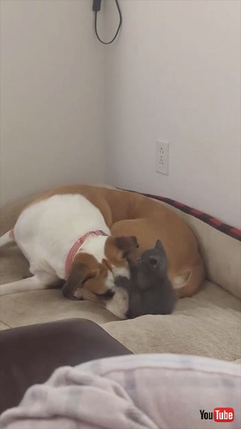 えいえいする子猫