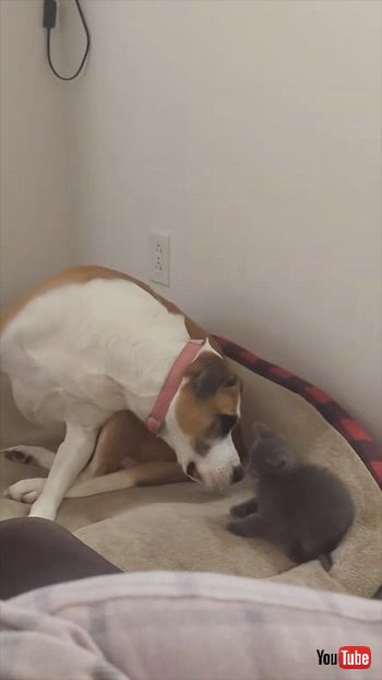 優しい犬と子猫