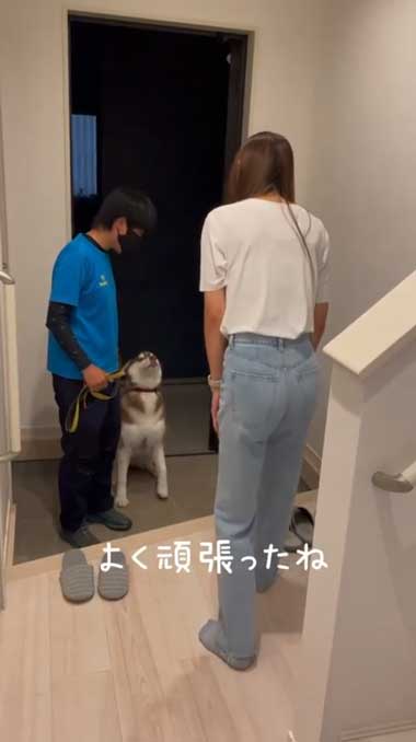 1カ月ぶりに預託訓練から帰ってきたハスキー