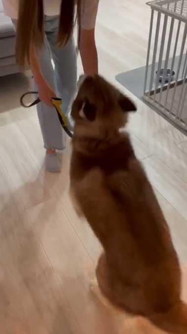 1カ月ぶりに預託訓練から帰ってきたハスキー