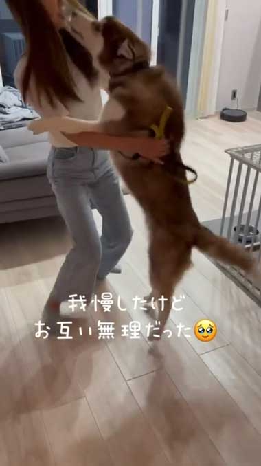 1カ月ぶりに預託訓練から帰ってきたハスキー