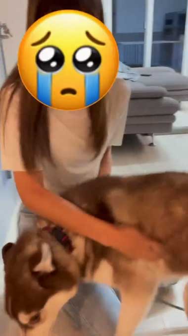 1カ月ぶりに預託訓練から帰ってきたハスキー