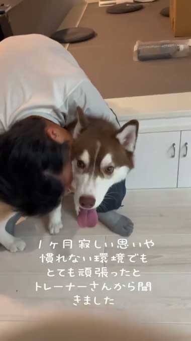 1カ月ぶりに預託訓練から帰ってきたハスキー