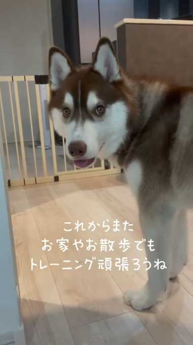 1カ月ぶりに預託訓練から帰ってきたハスキー