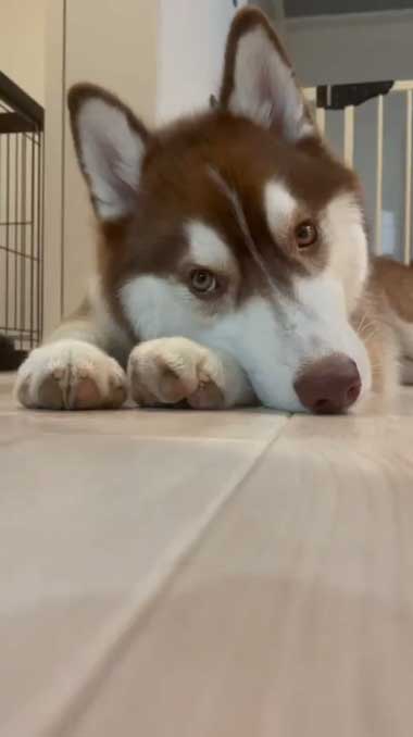 1カ月ぶりに預託訓練から帰ってきたハスキー