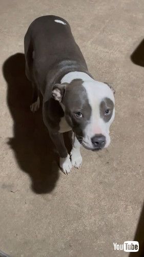 何食わぬ顔のワンコ