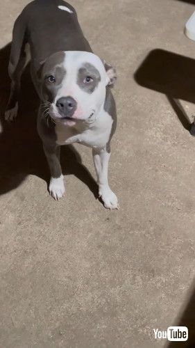 見上げるワンコ