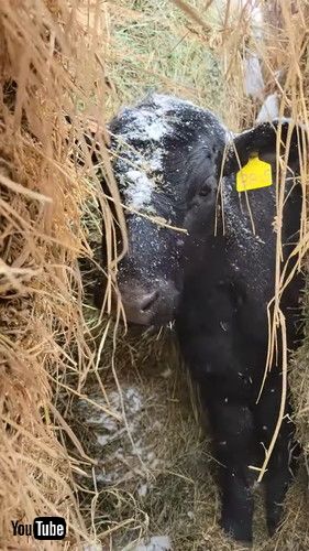 牧草ロールの間