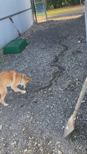 前足で動かす犬
