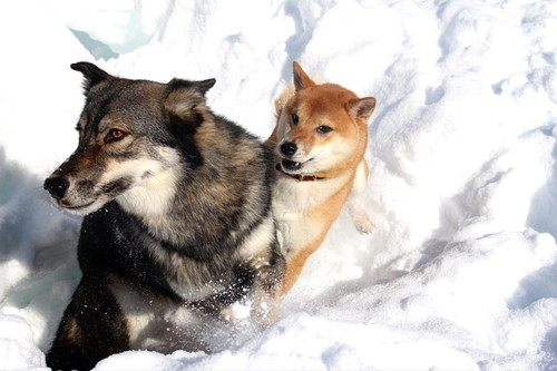 おみつくんとディオネちゃん