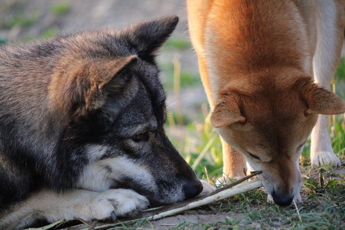 おみつくんとディオネちゃん