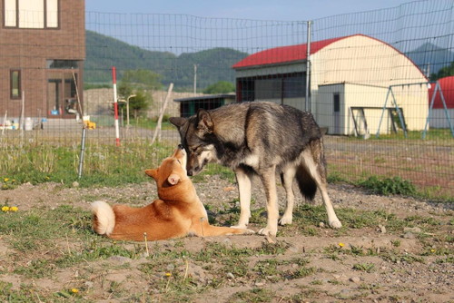 おみつくんとディオネちゃん