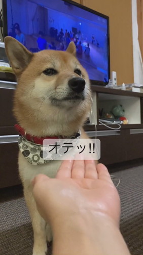 お手をしないてんちゃん