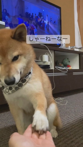 お手をしないてんちゃん